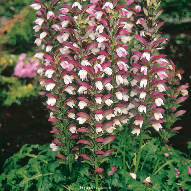 Acanthus mollis, acanthe à feuilles molles