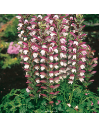 Acanthus mollis, acanthe à feuilles molles