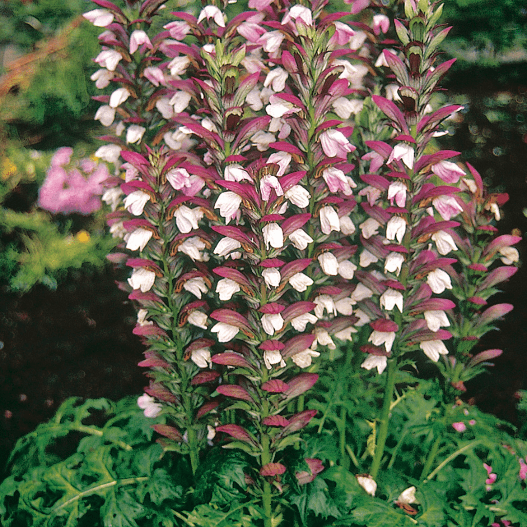 Acanthus mollis, acanthe  feuilles molles - Tijardin