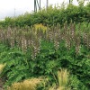 Acanthus mollis, acanthe à feuilles molles