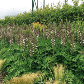 Acanthus mollis, acanthe à feuilles molles