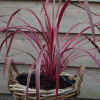 Cordyline australis 'Southern Splendour' Cordyline australis 'Southern Splendour'