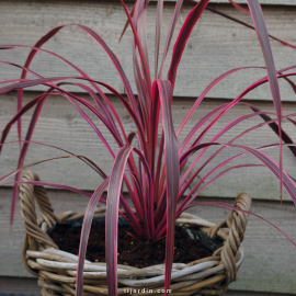 Cordyline australis 'Southern Splendour' Cordyline australis 'Southern Splendour'