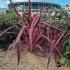 Cordyline australis 'Southern Splendour'