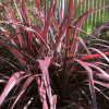 Cordyline australis 'Southern Splendour' Cordyline australis 'Southern Splendour'