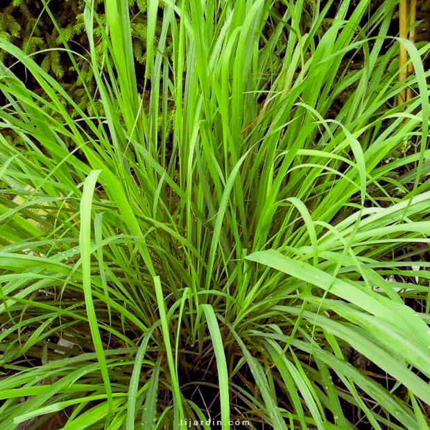 Cymbopogon citratus, citronnelle de Madagascar Cymbopogon citratus, citronnelle de Madagascar