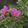 Cistus albidus, ciste cotonneux