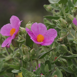 Cistus albidus, ciste cotonneux