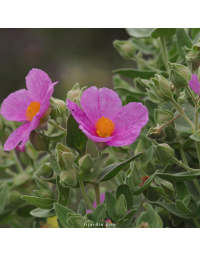Cistus albidus, ciste cotonneux