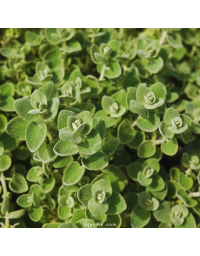 Ballota pseudodictamnus, ballote vivace