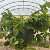 Ficus pumila (ficus grimpant ou rampant)