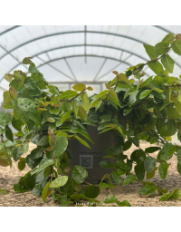 Ficus pumila (ficus grimpant ou rampant)