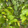 Ficus pumila (ficus grimpant ou rampant)