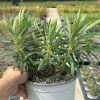 Euphorbia characias (euphorbe des garrigues)
