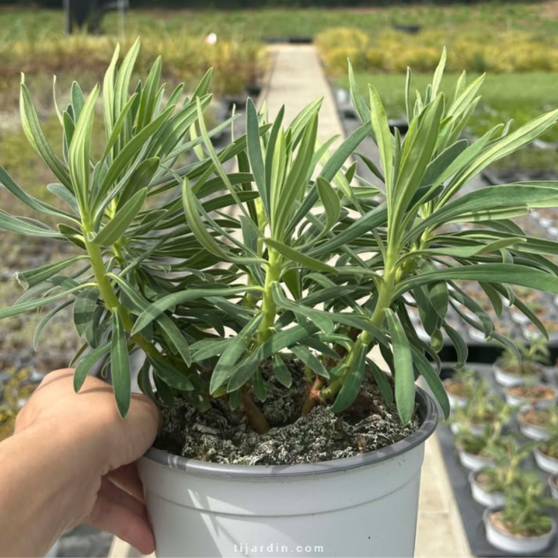 Euphorbia characias (euphorbe des garrigues)