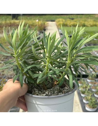 Euphorbia characias (euphorbe des garrigues)