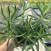 Euphorbia characias (euphorbe des garrigues)