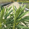 Euphorbia characias (euphorbe des garrigues)