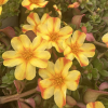 Portulaca umbraculifera