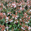 Abelia grandiflora (abélie à grandes fleurs)