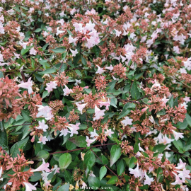Abelia grandiflora (abélie à grandes fleurs)
