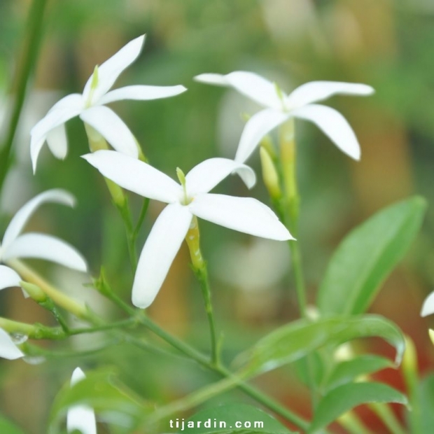 Jasminum azoricum Jasminum azoricum