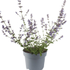 Nepeta faassenii 'Six Hills Giant' (herbe à chat, menthe des chats)