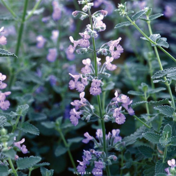 Nepeta faassenii 'Six Hills Giant' (herbe à chat, menthe des chats)