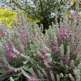 Teucrium marum (germandrée maritime, germandrée des chats)