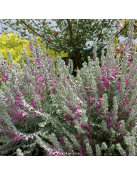 Teucrium marum - Germandrée maritime, germandrée des chats