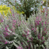 Teucrium marum (germandrée maritime, germandrée des chats)
