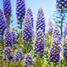 Echium fastuosum (vipérine de Madère)