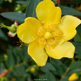 Hypericum patulum