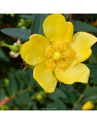 Hypericum patulum - Millepertuis arbustif