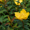 Hypericum patulum