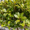 Laurus nobilis (laurier-sauce)