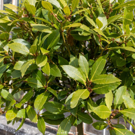 Laurus nobilis (laurier-sauce)