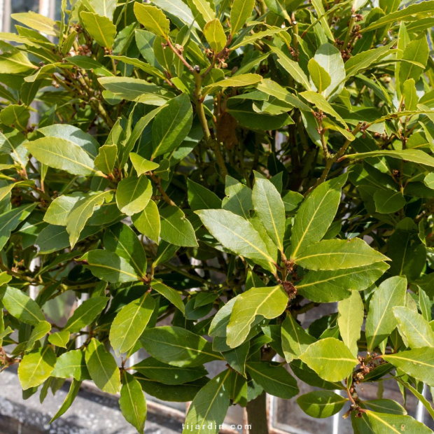 Laurus nobilis (laurier-sauce)