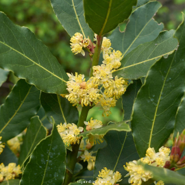 Laurus nobilis (laurier-sauce)