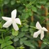 Jasminum grandiflorum