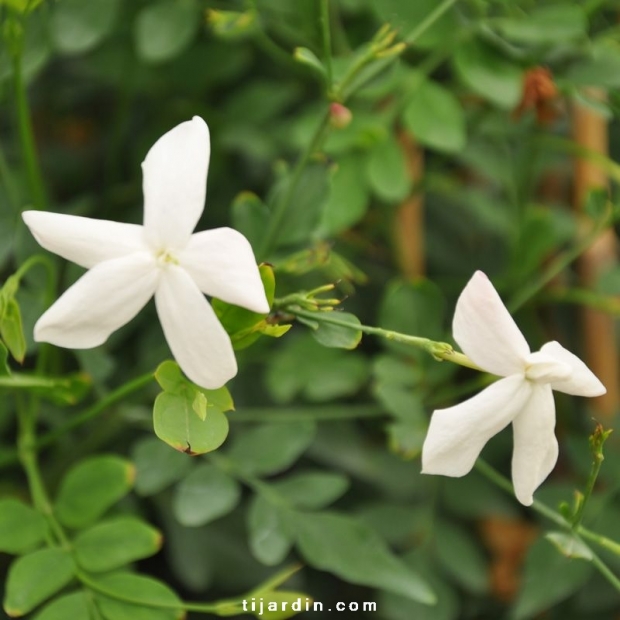 Jasminum grandiflorum