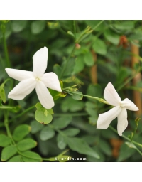 Jasminum grandiflorum