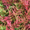 Nandina domestica (bambou sacré, bambou de la félicité)