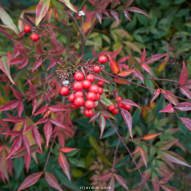 Nandina domestica (bambou sacré, bambou de la félicité)
