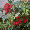 Nandina domestica (bambou sacré, bambou de la félicité)