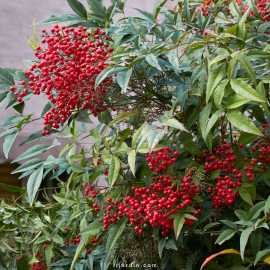 Nandina domestica (bambou sacré, bambou de la félicité)