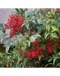 Nandina domestica (bambou sacré, bambou de la félicité)