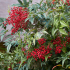 Nandina domestica (bambou sacré, bambou de la félicité)