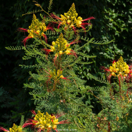 Caesalpinia gilliesii (petit flamboyant, oiseau de paradis)