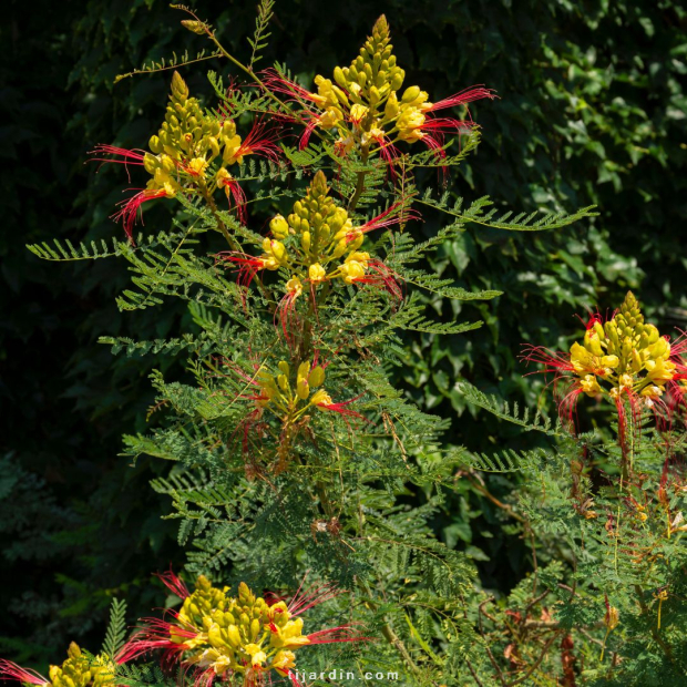 Caesalpinia gilliesii (petit flamboyant, oiseau de paradis)